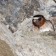 Illustration for article titled A Cliff Swallow Hangs Out In Its Mud Nest, Thinking Deep Thoughts